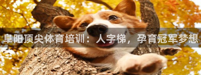 欧陆娱乐怎么注册账号：阜阳顶尖体育培训：人字梯，孕育