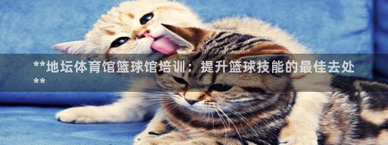 欧陆娱乐代理多少个点位啊：**地坛体育馆篮球馆培训：